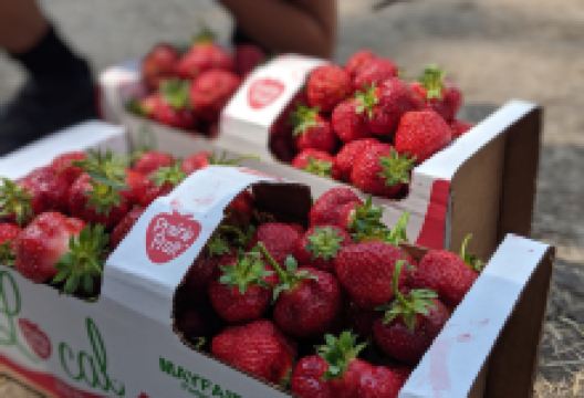 Mayfair Farm景点图片