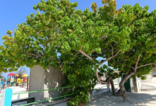 Children's Park景点图片