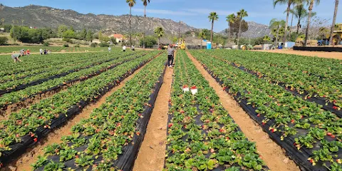 Kenny's Strawberry Farm