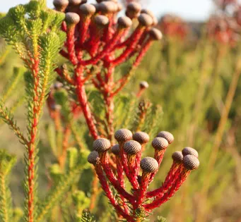 Yelverton Protea Farm