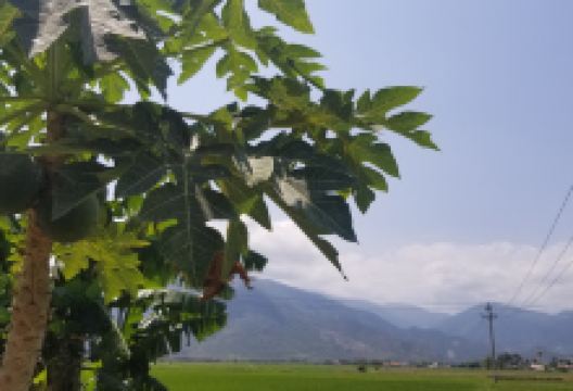 Nhà Văn Hóa Thôn Phú Cang 2景点图片