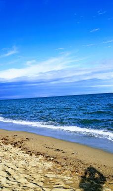 The pine forest of Le Barcarès-勒巴尔卡雷