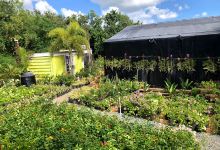 Jardinería Agapanthus购物图片