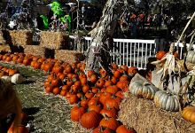 Calabasas Pumpkin Festival景点图片