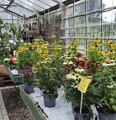 Flora Frankfri - Frankfri Flowers-措默鲁普