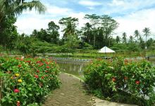 DEWI PORA (DESA WISATA POCANGAN OUTBOUND AND RIVER ADVENTURE)景点图片