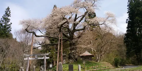 磯上の山桜