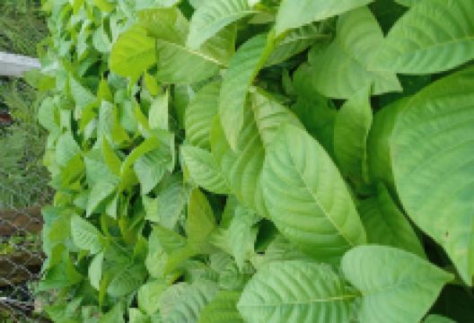 Cây Giống Phương Hạnh购物图片