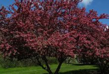 Asters Italian Garden景点图片