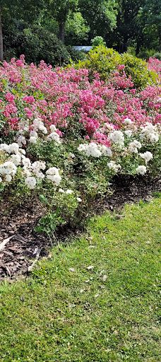 Geografisk Have-科灵