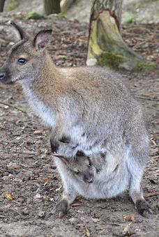 Biotropica, animal gardens-瓦德勒伊