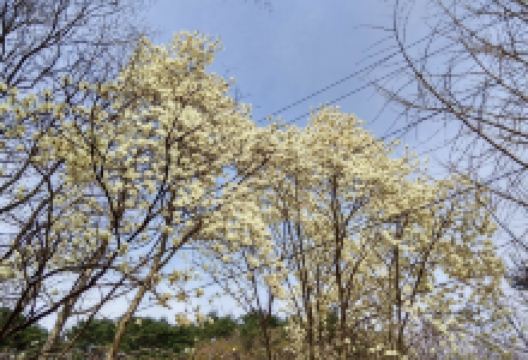 龟龙寺景点图片