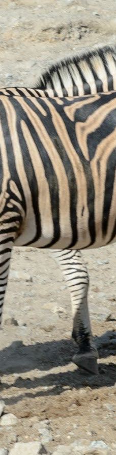 Selwo Aventura-埃斯特波纳