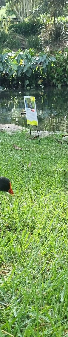 卧龙岗植物园-Keiraville