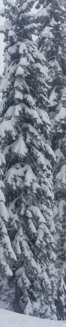 Sugar Bowl Resort-普莱瑟县