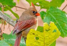 Norman Bird Sanctuary景点图片