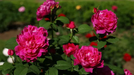 Yaddo Gardens