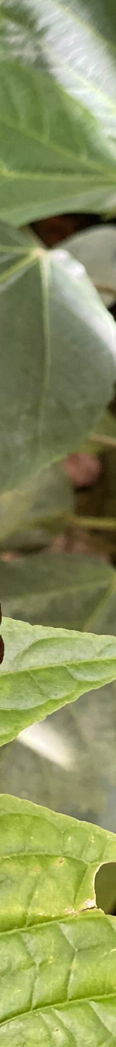 迈瑙岛-康斯坦茨