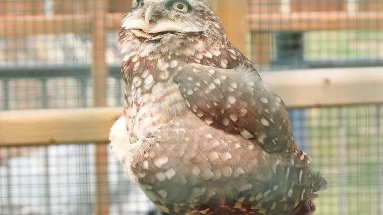 Burrowing Owl Interpretive Centre