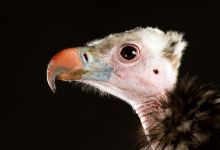 Liberty's Owl Raptor and Reptile Centre景点图片