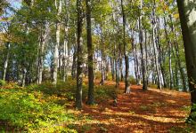 Lipowiec Nature Reserve景点图片