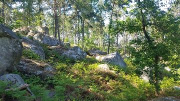 Foret De Barbizon