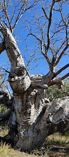 Violet Valley Campground-奥德里弗