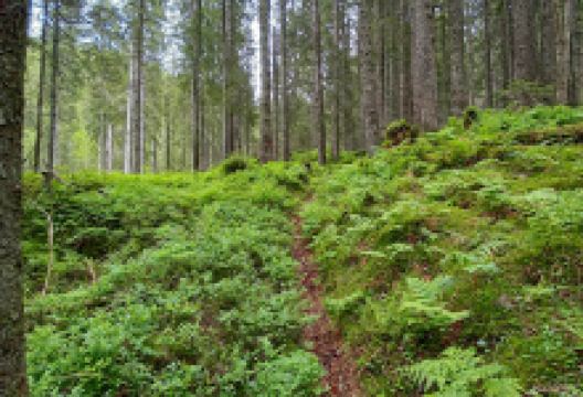 Wenglihals景点图片