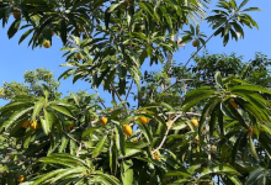 Chùa La Cầu景点图片