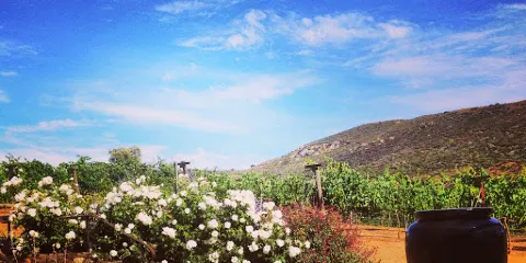 Vineyard Grant James