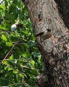 Hanchey Pagoda-Kampong Siem