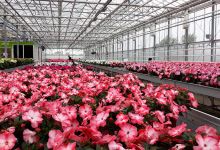 Kwekerij Dongeneind购物图片