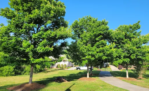Dorton Park