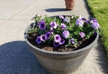 Lowe's Garden Center购物图片