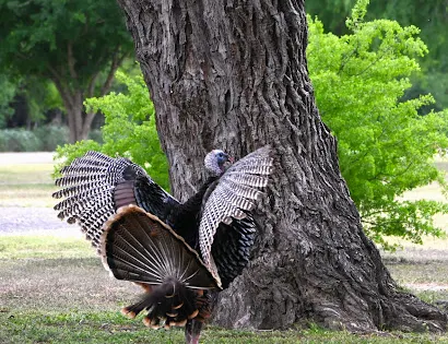 World Birding Center