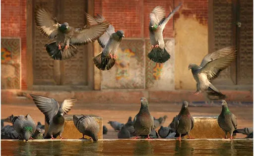 GUDA BISHNOI VILLAGE SAFARI