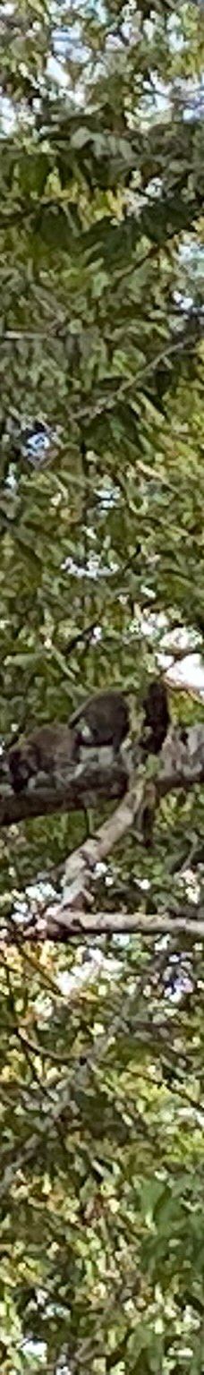 京那巴当岸河-基纳巴唐岸