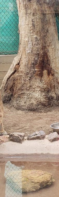 大熊湖动物园-大熊湖