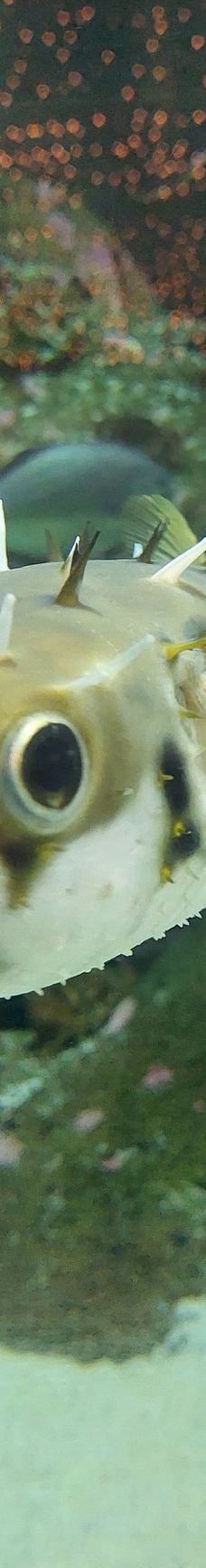 新西兰国家水族馆-纳皮尔