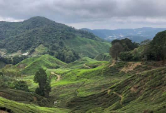 Gunung Irau (Mount Irau)景点图片