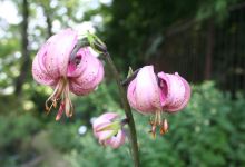 Orto Botanico Lorenzo Rota景点图片