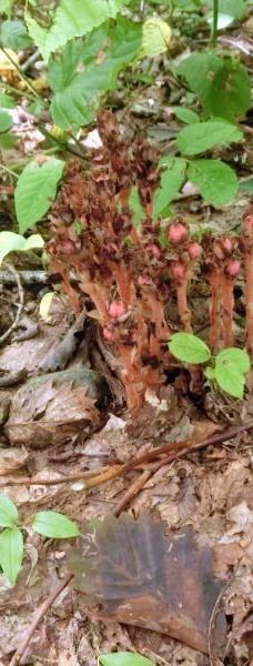 Nakajimadai Shishigahana Marsh-仁贺保市