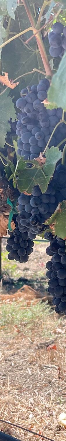 Healdsburg Plaza-希尔兹堡