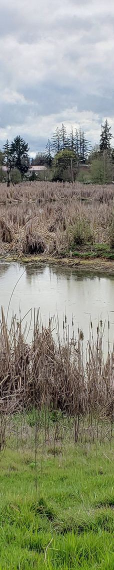 Talking Water Gardens-奥尔巴尼