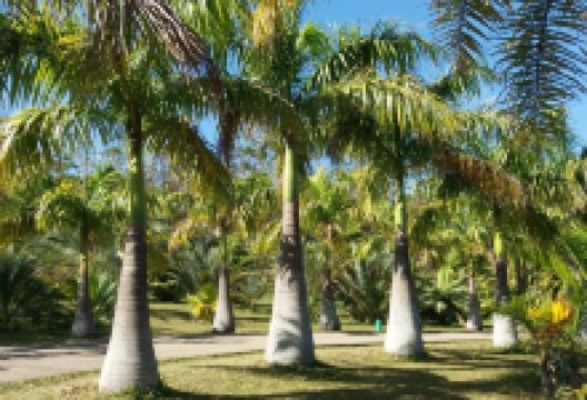 Parc des Palmiers景点图片