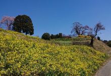 Shionosaki Cherry Blossoms景点图片