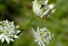 Botanical Garden景点图片