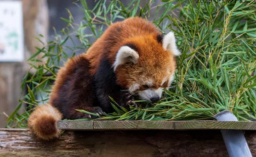 Zoo Noge
