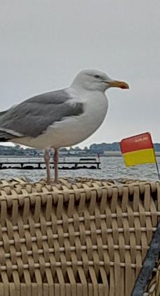 Burgtiefe Südstrand-东荷尔斯泰因县