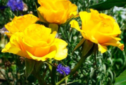 Садовий центр WestGard购物图片